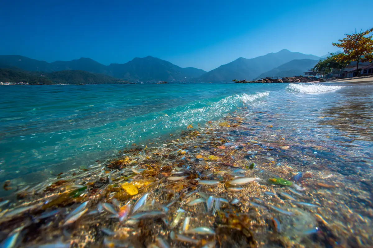 magische schwymme forscher fordern sofortiges verbot 3