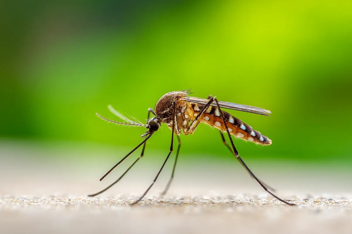 mycke im ohr das ist der wahre grund fyr den nychtlichen terror
