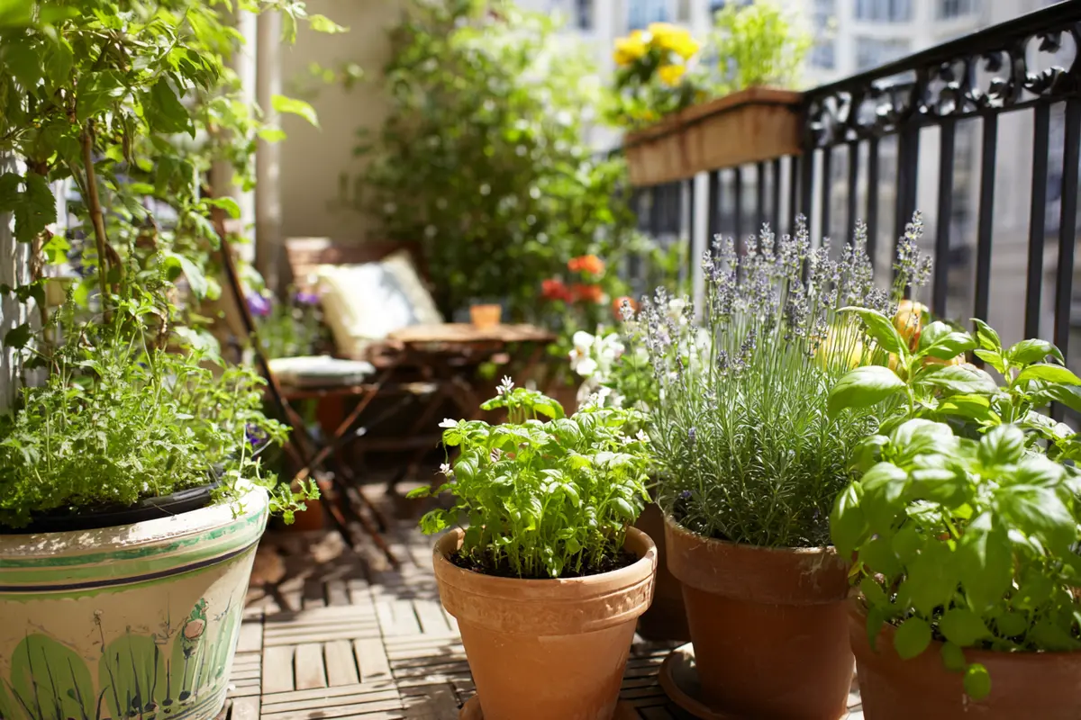 nelken in zitronen der geniale trick gegen mycken fliegen 3