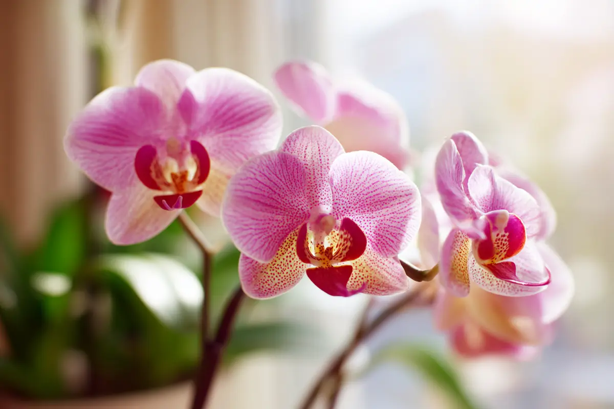 orchidee retten 3 einfache wege zur wiederbelebung
