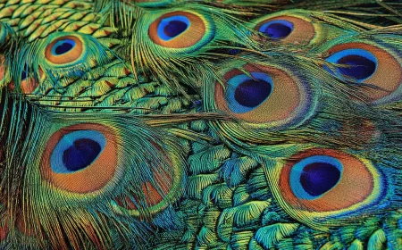 pfauenfedern als natyrliche laser eine biologische sensation