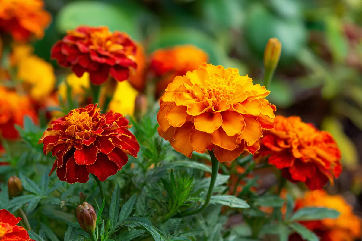 pflycken in den eimer werfen schydlinge meiden ihren garten 2