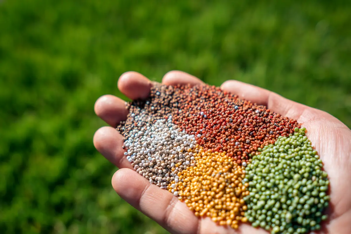 rasen im august dyngen unbedingt so wird er wieder sattgryn 2