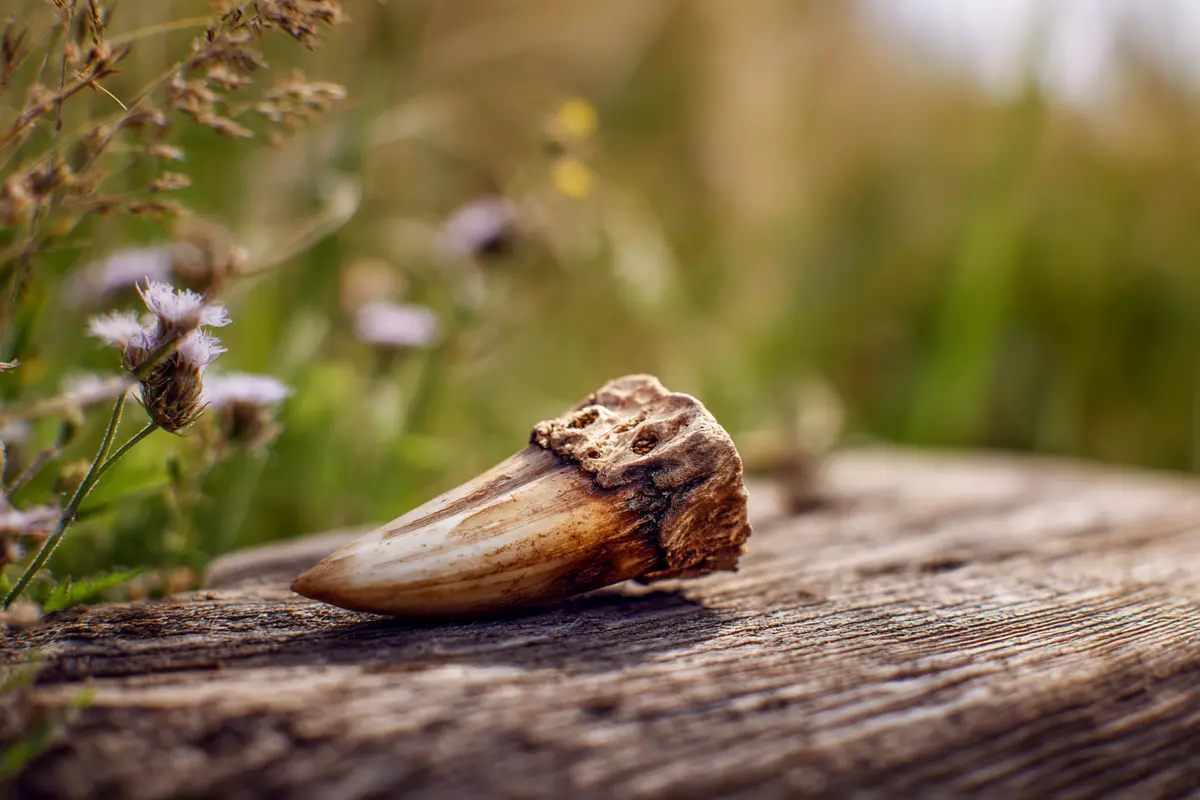 rytsel stonehenge ein kuhzahn verryt das baugeheimnis 2