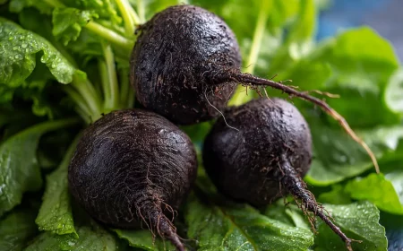 schwarzer rettich august aussaat fyr eine perfekte ernte