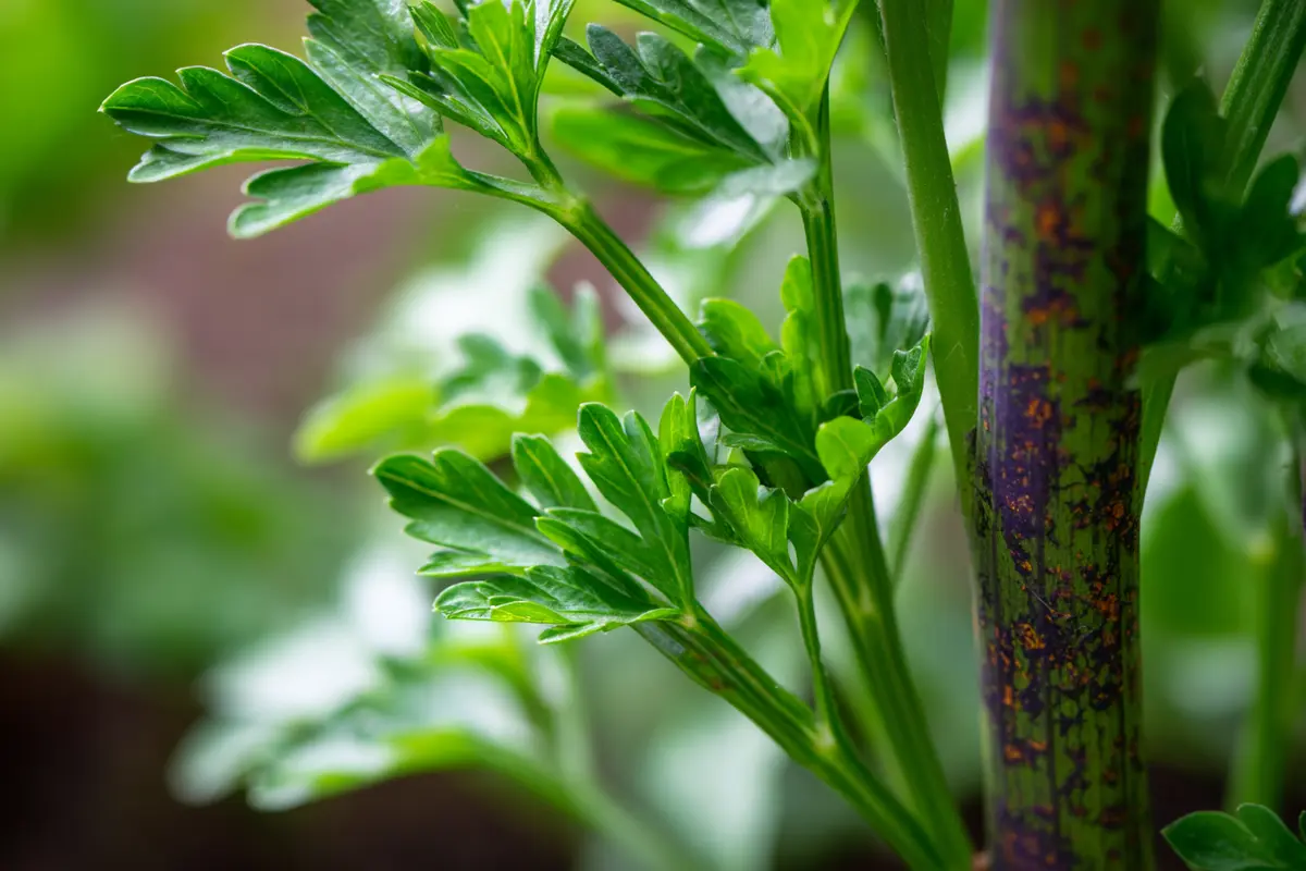 sieht aus wie petersilie ist aber tydlich giftig im garten 2
