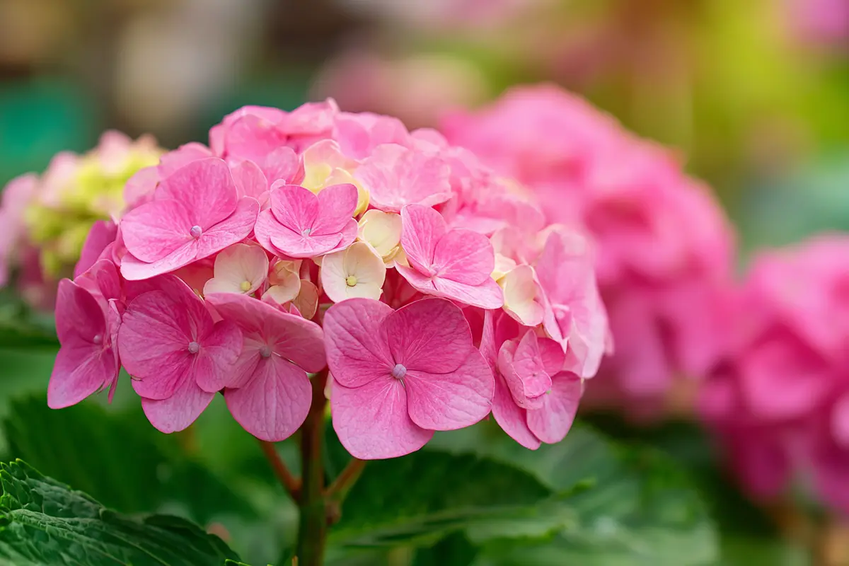 so rettest du deine hortensie bei hitze trockenheit