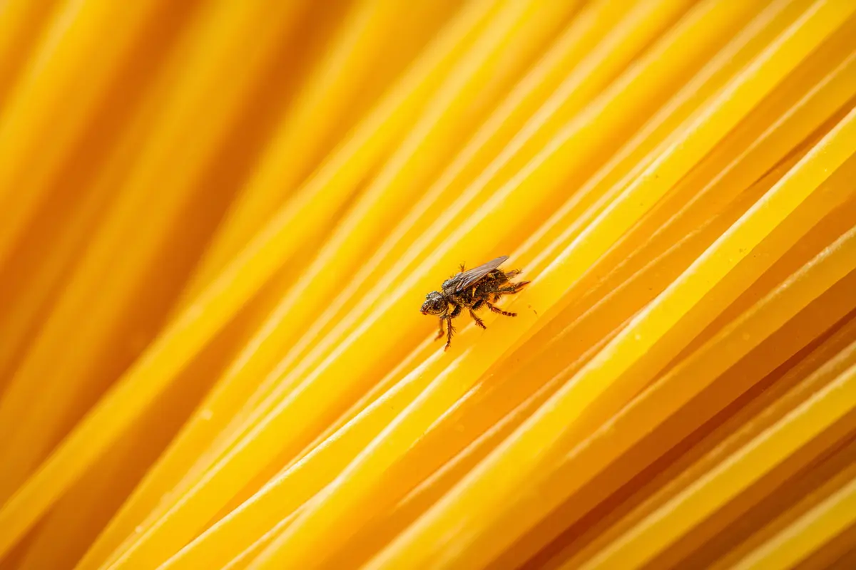 spaghetti voller kyfer so erkennst stoppst du sie sofort