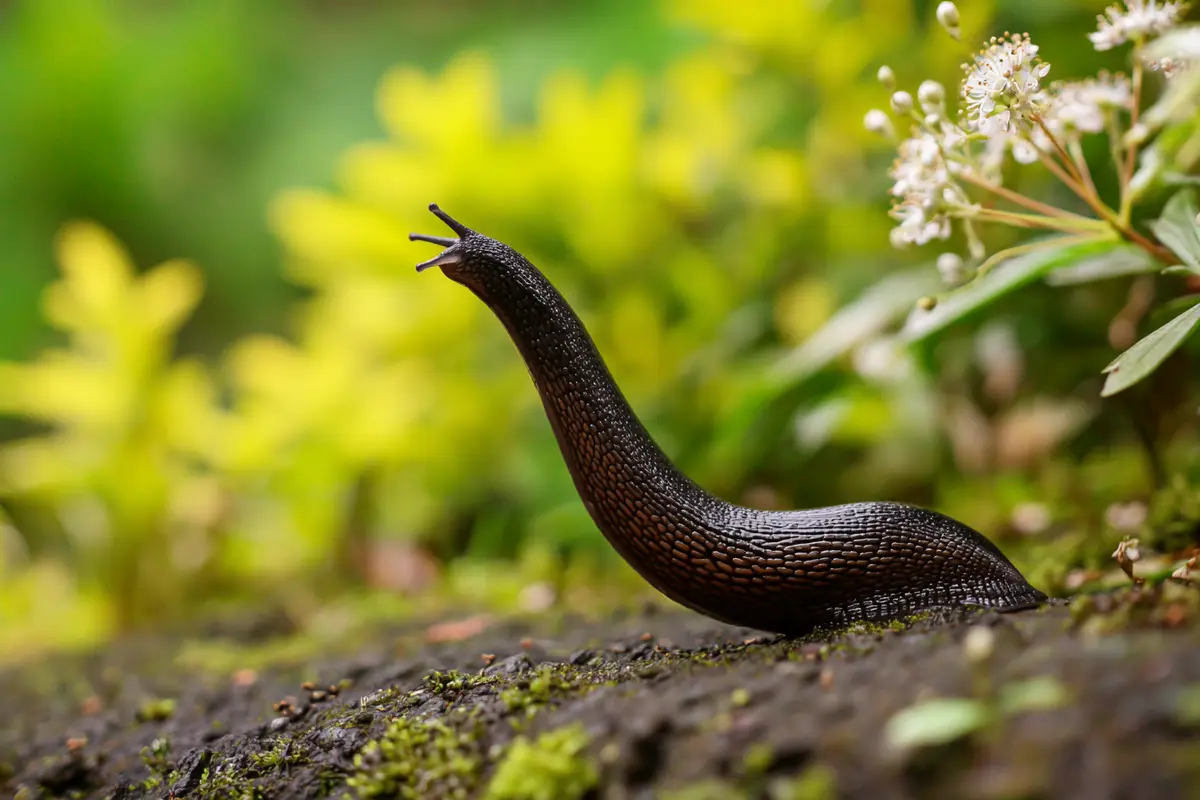 statt wegwerfen im garten verstreut schnecken sind sofort weg