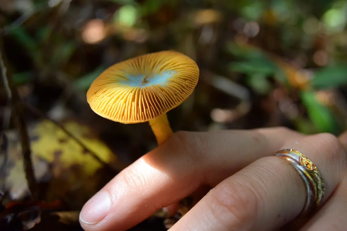 steinpilz verwechsle ihn nicht mit diesen doppelgyngern 3