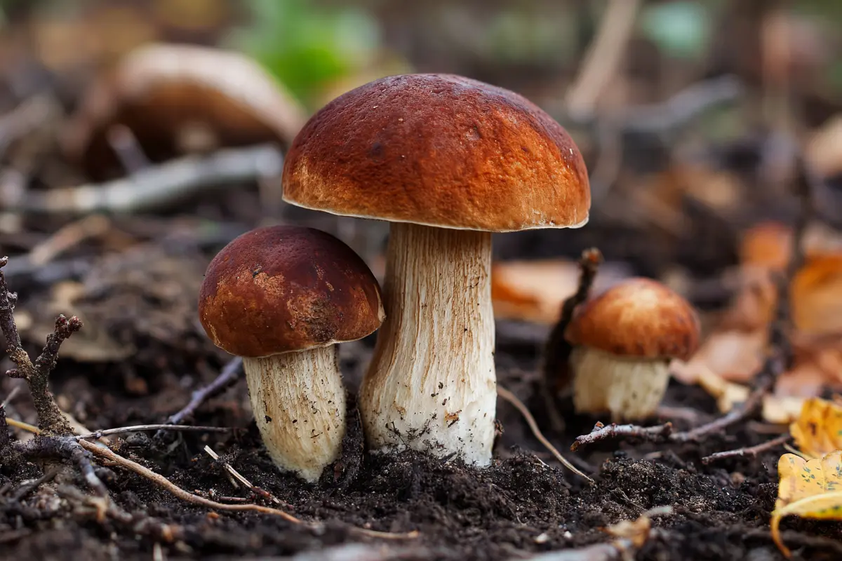 steinpilz verwechsle ihn nicht mit diesen doppelgyngern