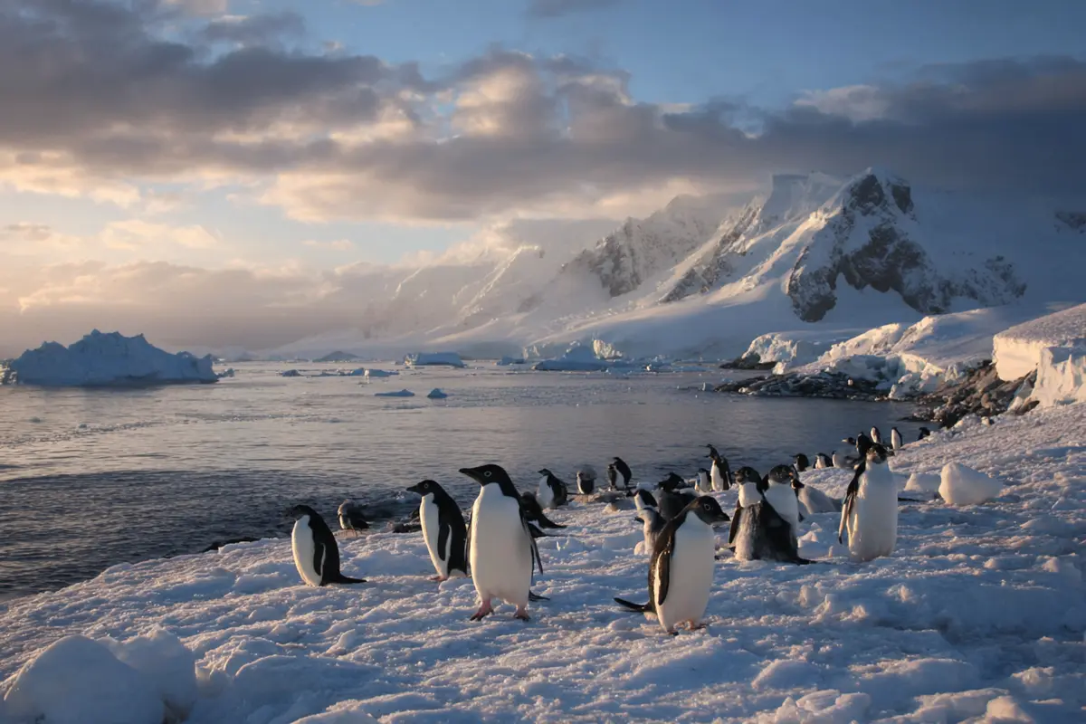 studie enthyllt pinguin kot bildet wolken in der antarktis 2