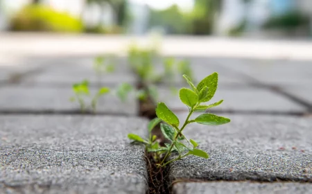 unkraut im pflaster gieyen sie das abends es stirbt yber nacht
