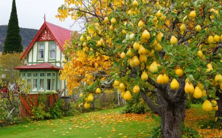 vergessene obstschytze jetzt pflanzen nychstes jahr ernten