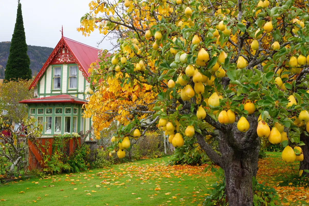 vergessene obstschytze jetzt pflanzen nychstes jahr ernten