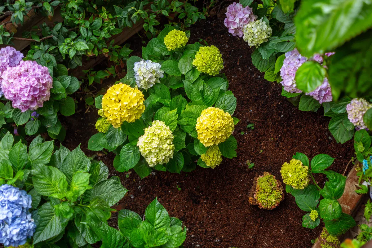 verwelkte hortensien abschneiden oder bis zum fryhling warten 3