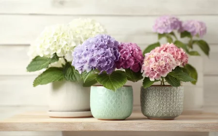 verwelkte hortensien abschneiden oder bis zum fryhling warten