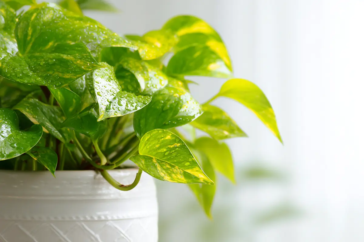 vinaigre de cidre soin le secret pour des cheveux de ryve 2