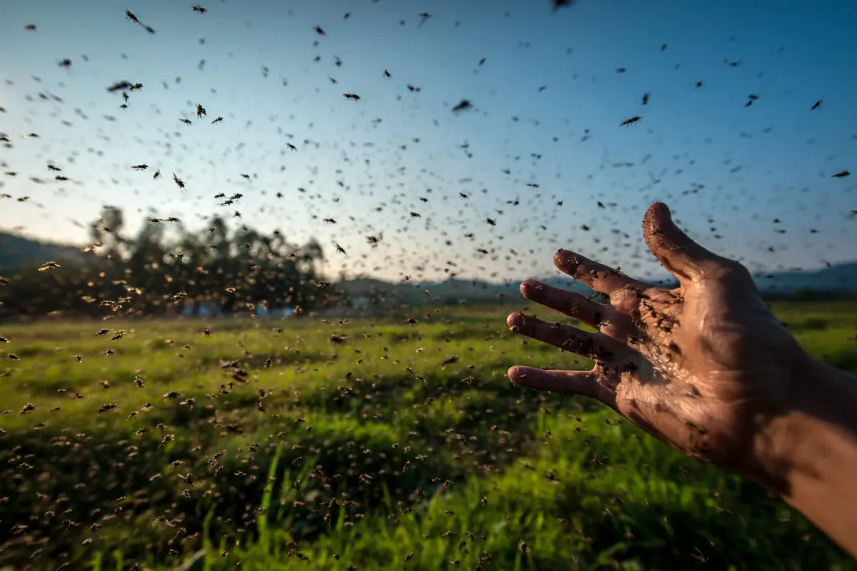 winzige mycke fieser biss so schytzt du dich richtig