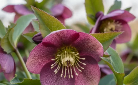 6 stauden jetzt pflanzen fyr blytenpracht im fryhling