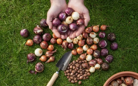 blumenzwiebeln pflanzen diese eine regel entscheidet yber erfolg