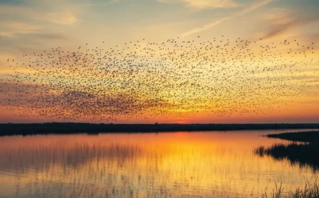brandenburgs see wunder kraniche fkk klares wasser