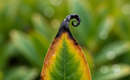 braune blattspitzen es liegt nicht immer am gieyen