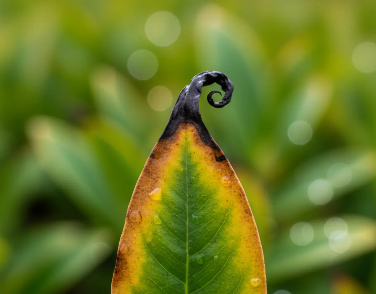 braune blattspitzen es liegt nicht immer am gieyen