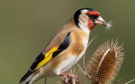 diese unkryuter sollten sie im herbst stehen lassen. der grund wird sie yberraschen
