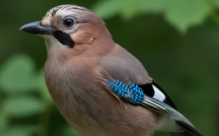 diese vygel im garten sind genies sie wussten es nicht