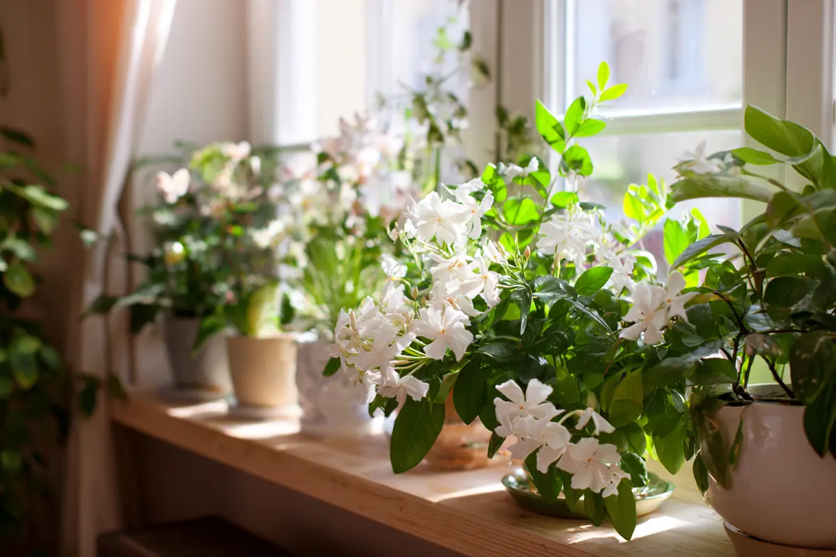 duftpflanzen fyr zuhause 12 arten fyr reine duftende luft 2