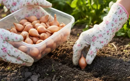 ein blytenmeer im februar pflanzen sie diese zwiebel jetzt