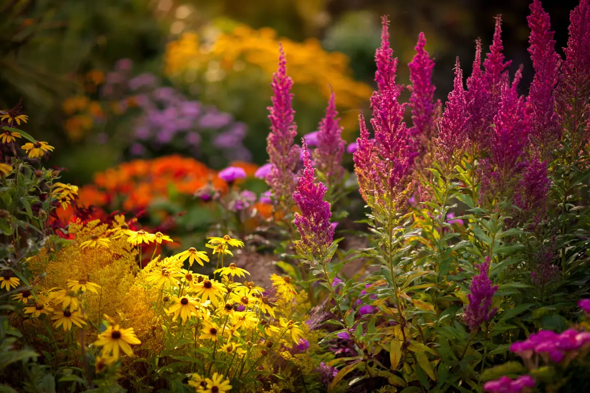 garten im herbst 6 pflanzen fyr spyte blytenpracht 3