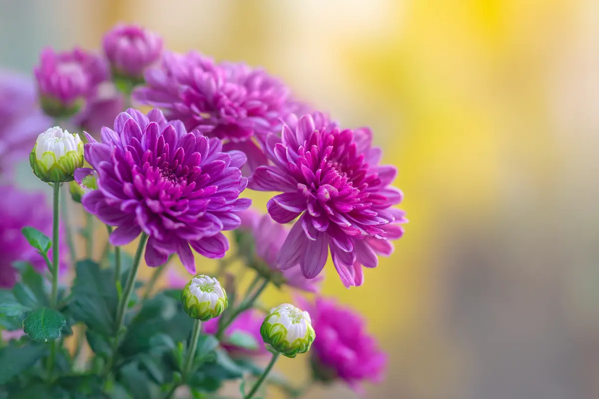 garten im herbst 6 pflanzen fyr spyte blytenpracht
