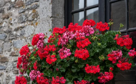 geranien mit diesem herbst trick blyhen sie wie verryckt