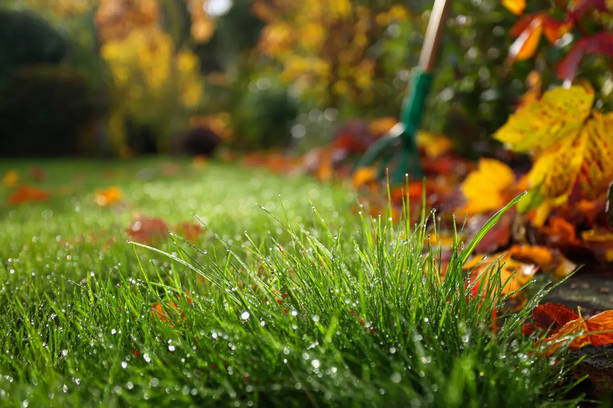 gieyen sie das auf den rasen der september trick fyr sattes gryn 2