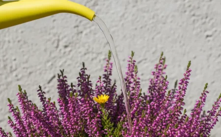 heide im topf der herbst trick fyr eine lange blytenpracht