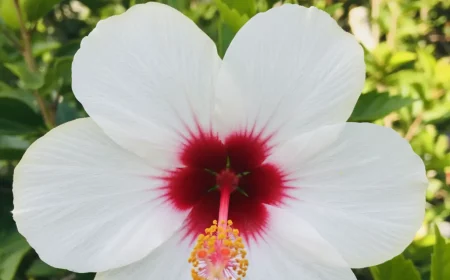 hibiskus samenkapseln entfernen oder dran lassen