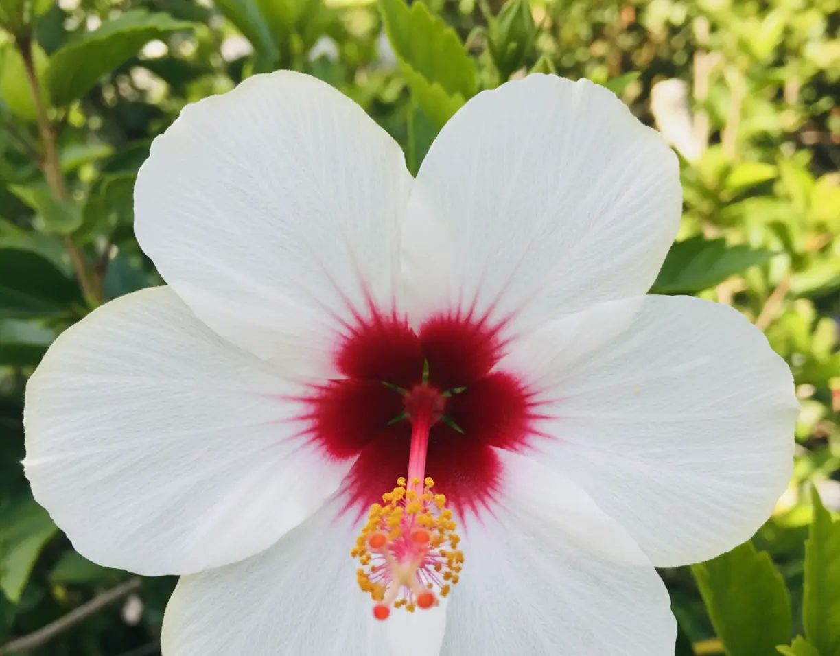 hibiskus samenkapseln entfernen oder dran lassen