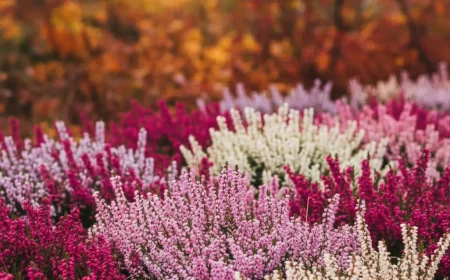 ihre heide stirbt nach wochen diesen fehler machen fast alle