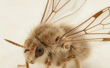 kleine fliegen im bad so werden sie sie im abfluss los
