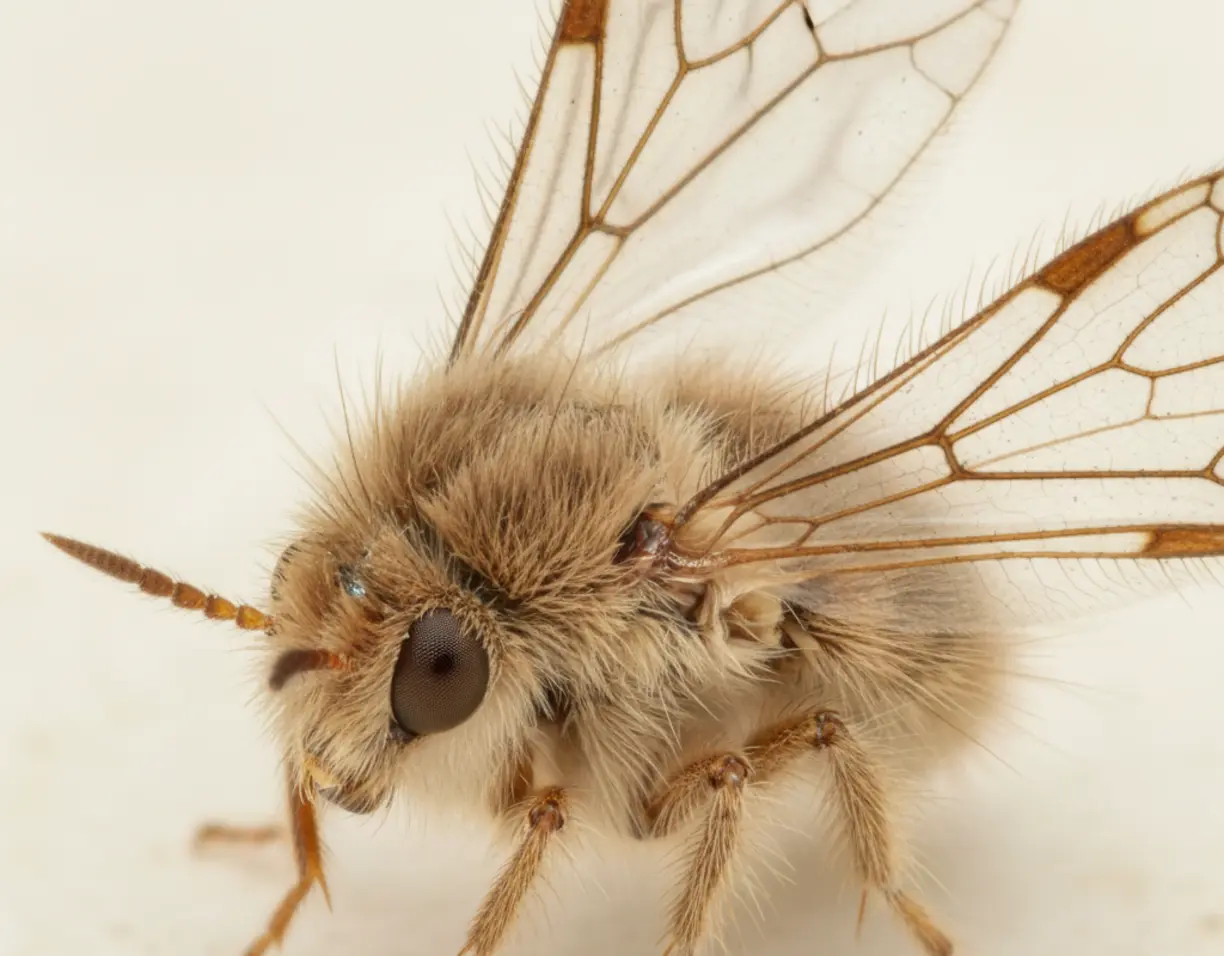 kleine fliegen im bad so werden sie sie im abfluss los