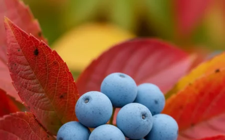 quiz erkennst du diese gesunden herbstfrychte im garten
