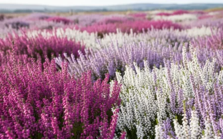 so yberlebt ihre heide gyrtner verraten den bodentrick