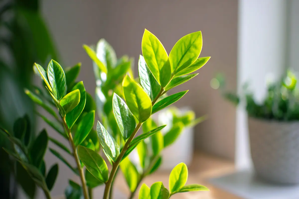 zamioculcas fast unzerstyrbar doch dieser eine fehler ist fatal
