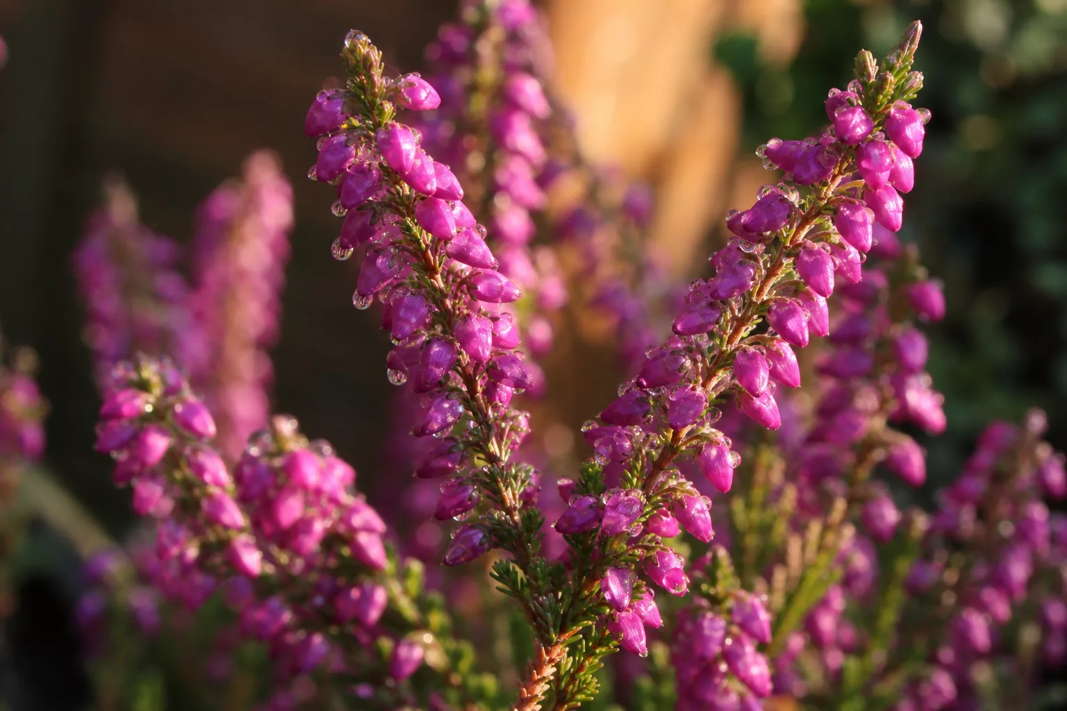 Nahaufnahme leuchtend violetter Calluna-Knospenblüten im Spätsommer