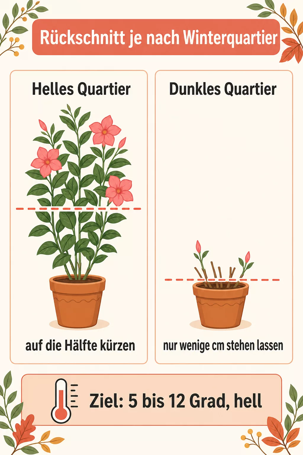 Infografik Rückschnitt-Tiefe der Dipladenia je nach Winterquartier