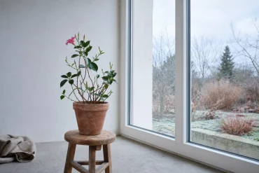 Dipladenia überwintern in hellem, kühlem Wintergarten am Fenster