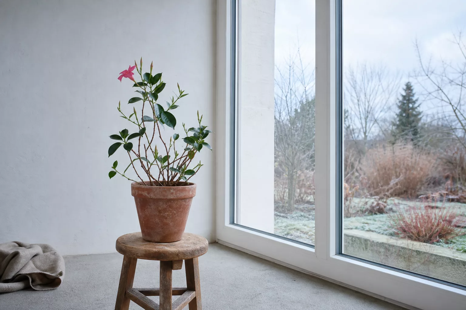 Dipladenia überwintern in hellem, kühlem Wintergarten am Fenster