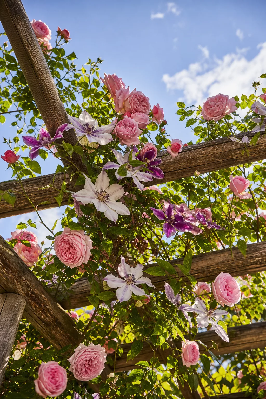 Blühende Kletterrosen und Clematis ranken über eine Holzpergola